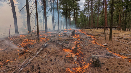 Forest floor during prescribed burn