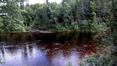 Dark coloured river running through a forest