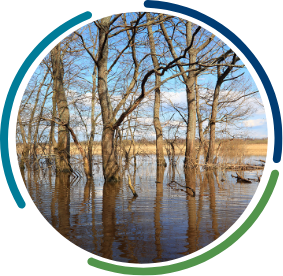 Trees in a flooded field